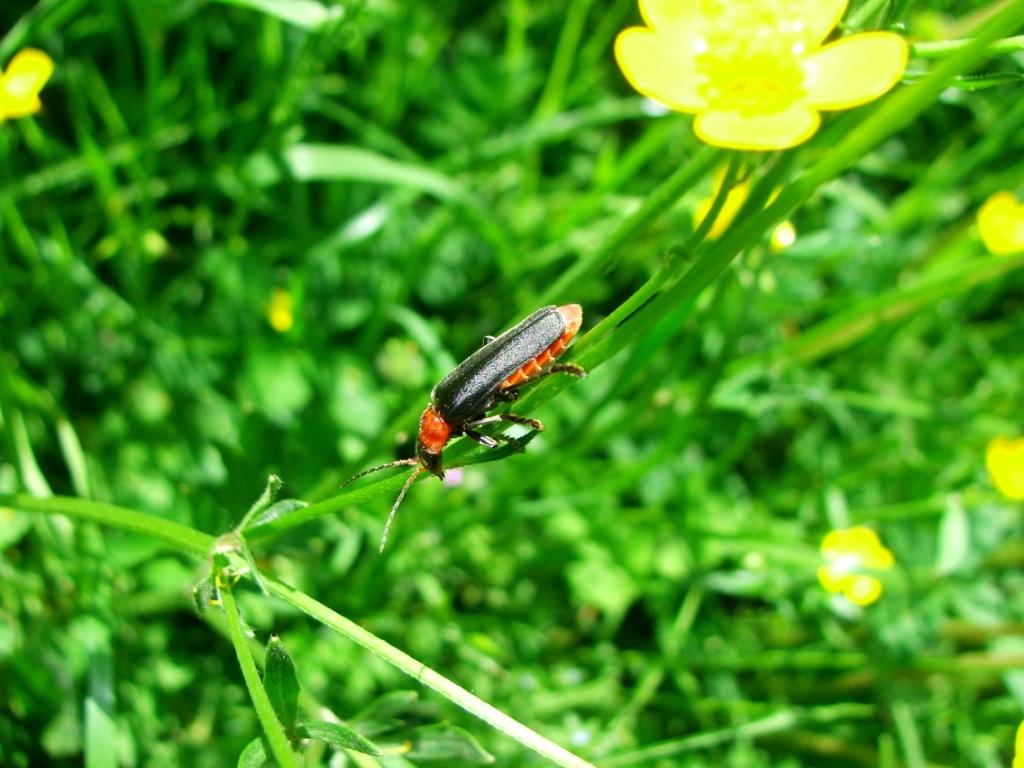 come si chiama? Cantharis fusca